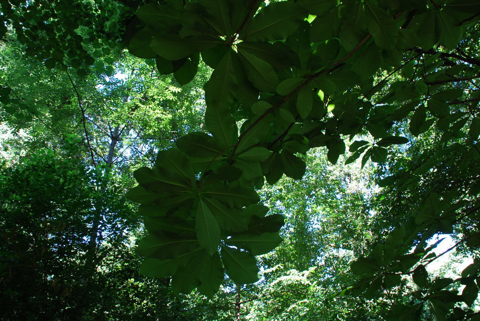 Orto Botanico_081.JPG